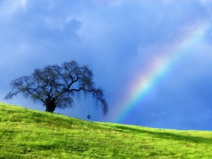 rope_swing_memories__near_petaluma__california