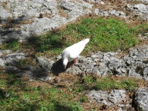 965262_10151507015403871_1470540524_o